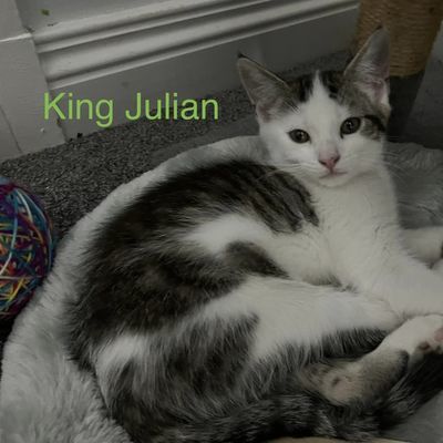 King Julian | Forever Friends Animal Rescue